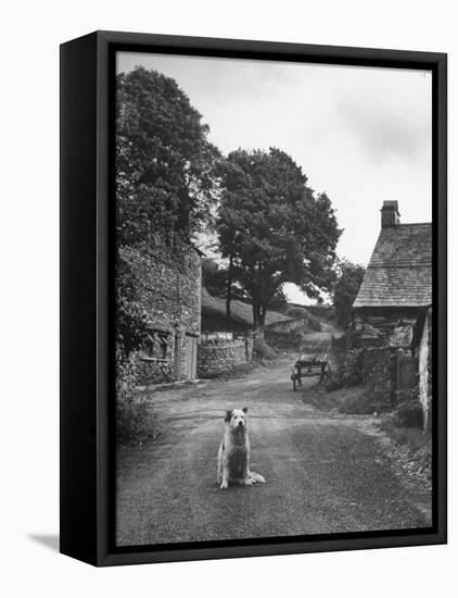 Collie Sheepdog Sitting in Road Leading Up Toward Castle Farm Owned by Beatrix Potter-George Rodger-Framed Premier Image Canvas
