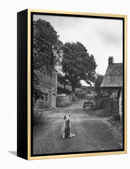 Collie Sheepdog Sitting in Road Leading Up Toward Castle Farm Owned by Beatrix Potter-George Rodger-Framed Premier Image Canvas