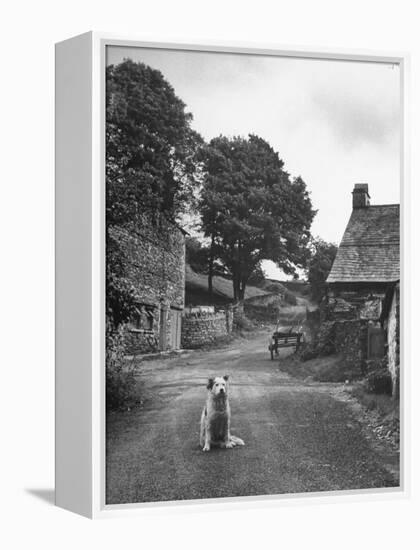 Collie Sheepdog Sitting in Road Leading Up Toward Castle Farm Owned by Beatrix Potter-George Rodger-Framed Premier Image Canvas