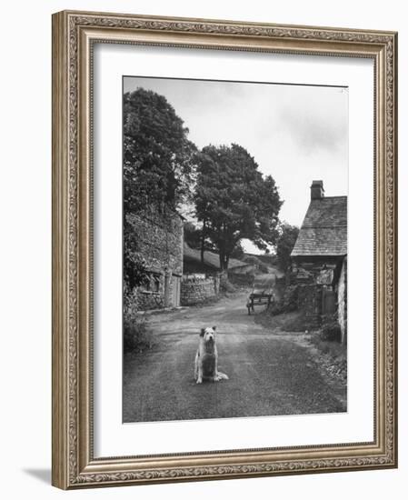 Collie Sheepdog Sitting in Road Leading Up Toward Castle Farm Owned by Beatrix Potter-George Rodger-Framed Photographic Print