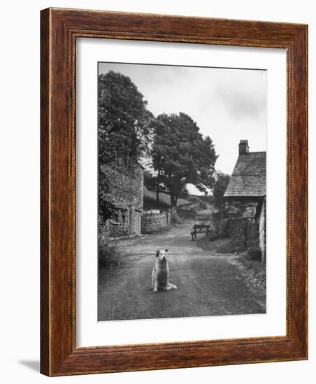 Collie Sheepdog Sitting in Road Leading Up Toward Castle Farm Owned by Beatrix Potter-George Rodger-Framed Photographic Print