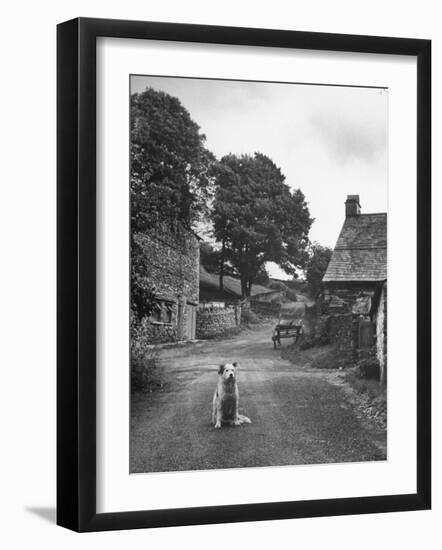 Collie Sheepdog Sitting in Road Leading Up Toward Castle Farm Owned by Beatrix Potter-George Rodger-Framed Photographic Print