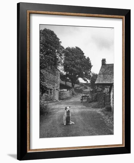 Collie Sheepdog Sitting in Road Leading Up Toward Castle Farm Owned by Beatrix Potter-George Rodger-Framed Photographic Print