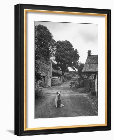 Collie Sheepdog Sitting in Road Leading Up Toward Castle Farm Owned by Beatrix Potter-George Rodger-Framed Photographic Print