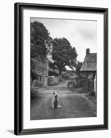 Collie Sheepdog Sitting in Road Leading Up Toward Castle Farm Owned by Beatrix Potter-George Rodger-Framed Photographic Print