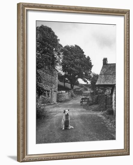 Collie Sheepdog Sitting in Road Leading Up Toward Castle Farm Owned by Beatrix Potter-George Rodger-Framed Photographic Print