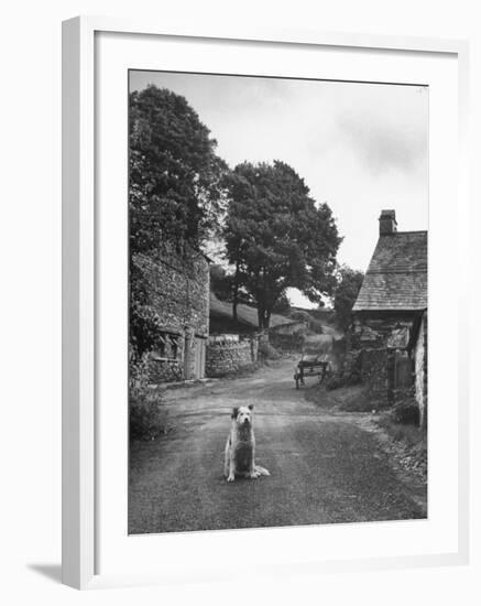 Collie Sheepdog Sitting in Road Leading Up Toward Castle Farm Owned by Beatrix Potter-George Rodger-Framed Photographic Print