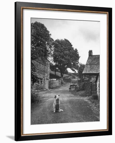 Collie Sheepdog Sitting in Road Leading Up Toward Castle Farm Owned by Beatrix Potter-George Rodger-Framed Photographic Print