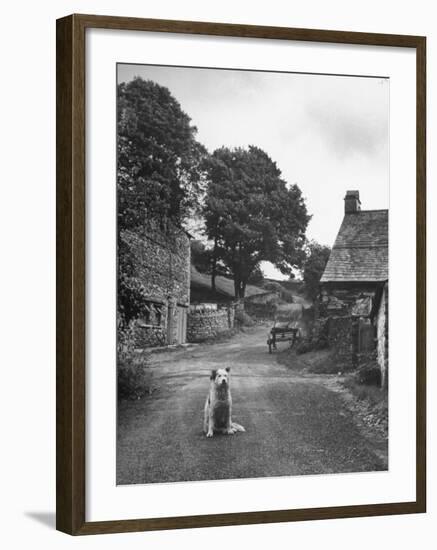 Collie Sheepdog Sitting in Road Leading Up Toward Castle Farm Owned by Beatrix Potter-George Rodger-Framed Photographic Print