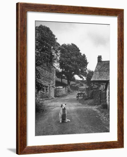 Collie Sheepdog Sitting in Road Leading Up Toward Castle Farm Owned by Beatrix Potter-George Rodger-Framed Photographic Print