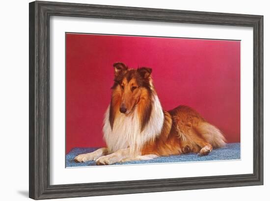 Collie-null-Framed Art Print