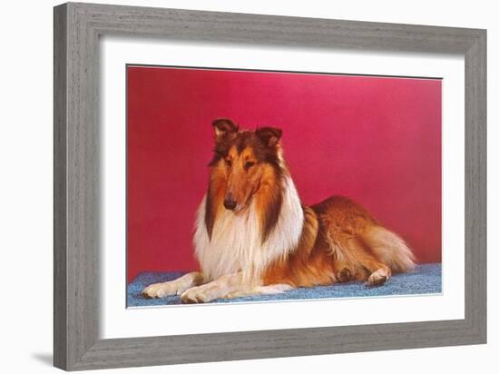 Collie-null-Framed Art Print