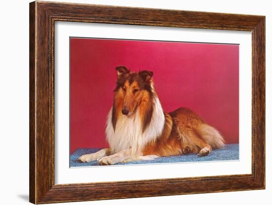 Collie-null-Framed Art Print