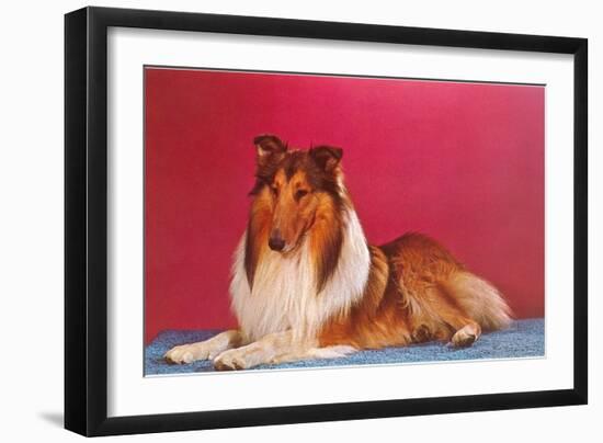 Collie-null-Framed Art Print