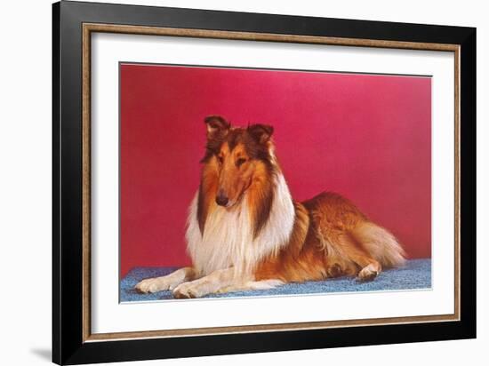 Collie-null-Framed Art Print