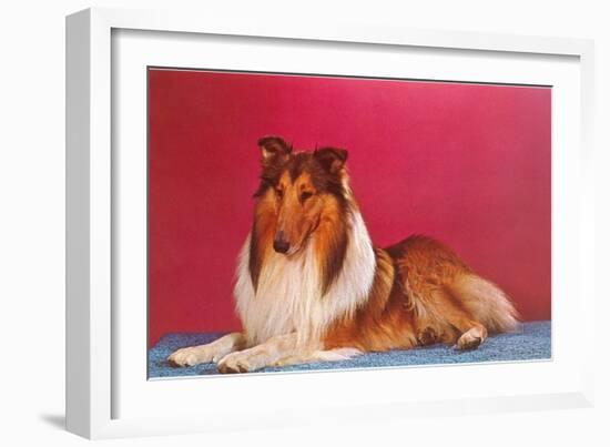 Collie-null-Framed Art Print