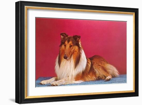 Collie-null-Framed Art Print