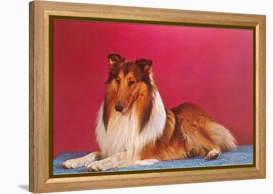 Collie-null-Framed Stretched Canvas