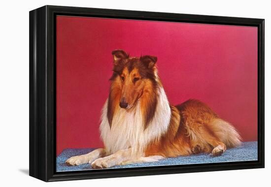 Collie-null-Framed Stretched Canvas