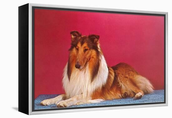 Collie-null-Framed Stretched Canvas