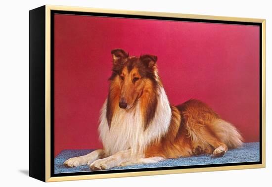 Collie-null-Framed Stretched Canvas