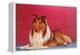 Collie-null-Framed Stretched Canvas