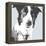 Collie-Emily Burrowes-Framed Stretched Canvas