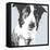 Collie-Emily Burrowes-Framed Stretched Canvas