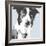 Collie-Emily Burrowes-Framed Art Print