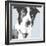 Collie-Emily Burrowes-Framed Art Print