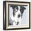 Collie-Emily Burrowes-Framed Art Print