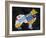 Collie-Design Turnpike-Framed Giclee Print