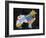 Collie-Design Turnpike-Framed Giclee Print