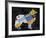 Collie-Design Turnpike-Framed Giclee Print