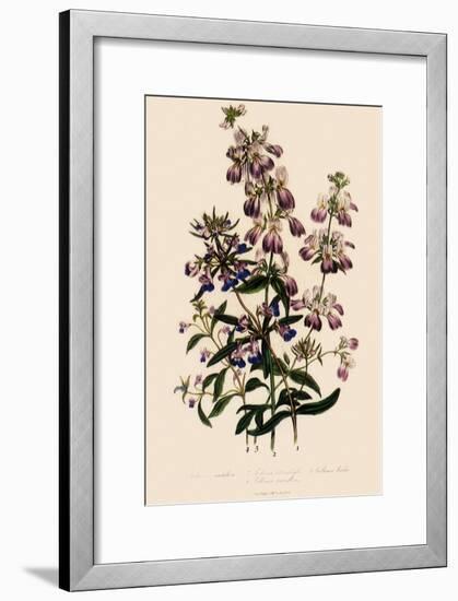 Collinsia-null-Framed Giclee Print