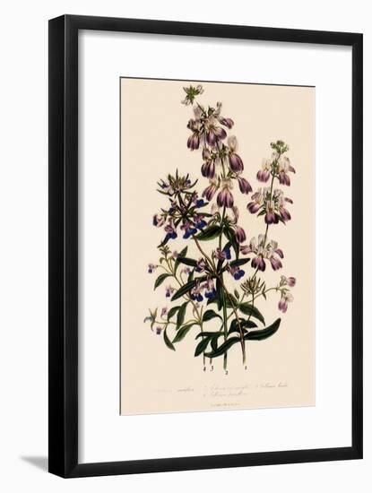 Collinsia-null-Framed Giclee Print