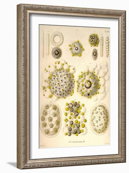 Collozoum Merme-Ernst Haeckel-Framed Art Print