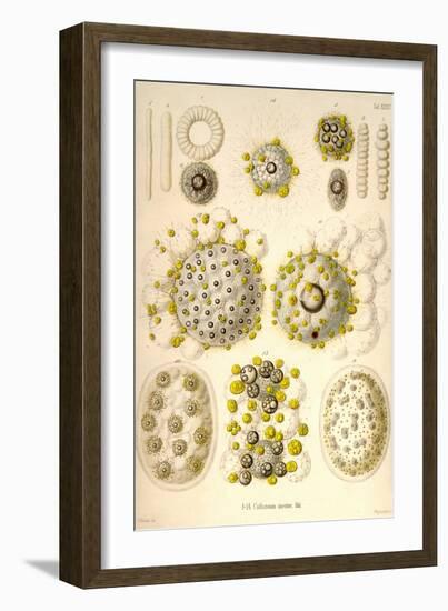 Collozoum Merme-Ernst Haeckel-Framed Art Print