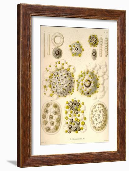 Collozoum Merme-Ernst Haeckel-Framed Art Print