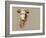 Colman Cow Portrait Study I-Samuel Colman-Framed Art Print