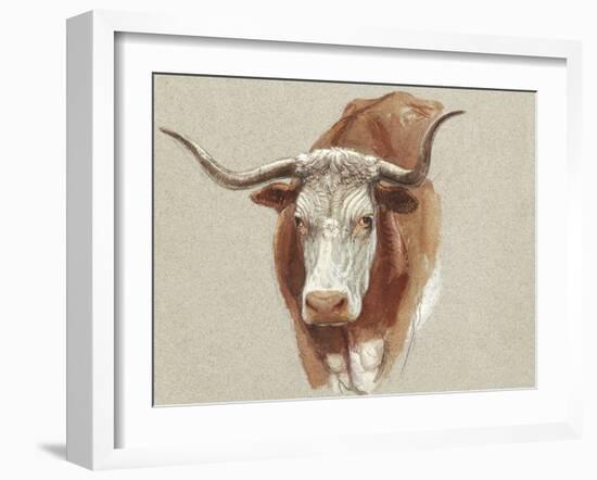 Colman Cow Portrait Study II-Samuel Colman-Framed Art Print