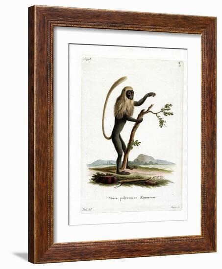 Colobus Monkey-null-Framed Giclee Print