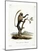 Colobus Monkey-null-Mounted Giclee Print