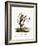 Colobus Monkey-null-Framed Giclee Print