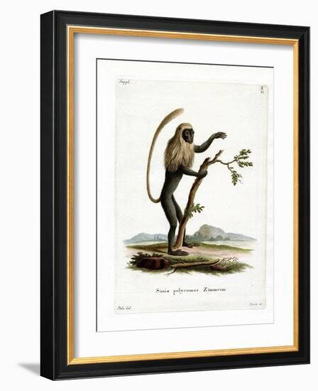 Colobus Monkey-null-Framed Giclee Print