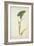 Colocasia Antiquoturn Schott, 1800-10-null-Framed Giclee Print