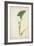 Colocasia Antiquoturn Schott, 1800-10-null-Framed Giclee Print