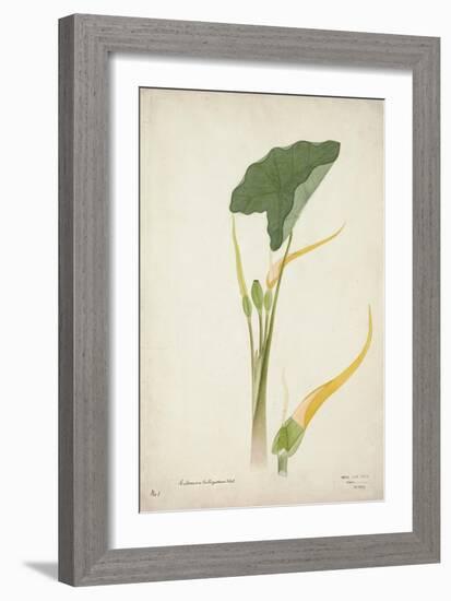 Colocasia Antiquoturn Schott, 1800-10-null-Framed Giclee Print