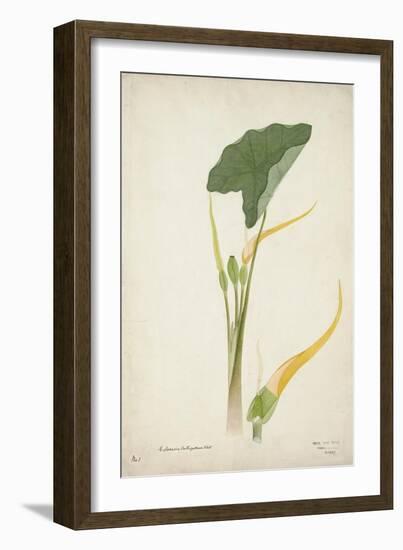 Colocasia Antiquoturn Schott, 1800-10-null-Framed Giclee Print