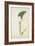 Colocasia Antiquoturn Schott, 1800-10-null-Framed Giclee Print